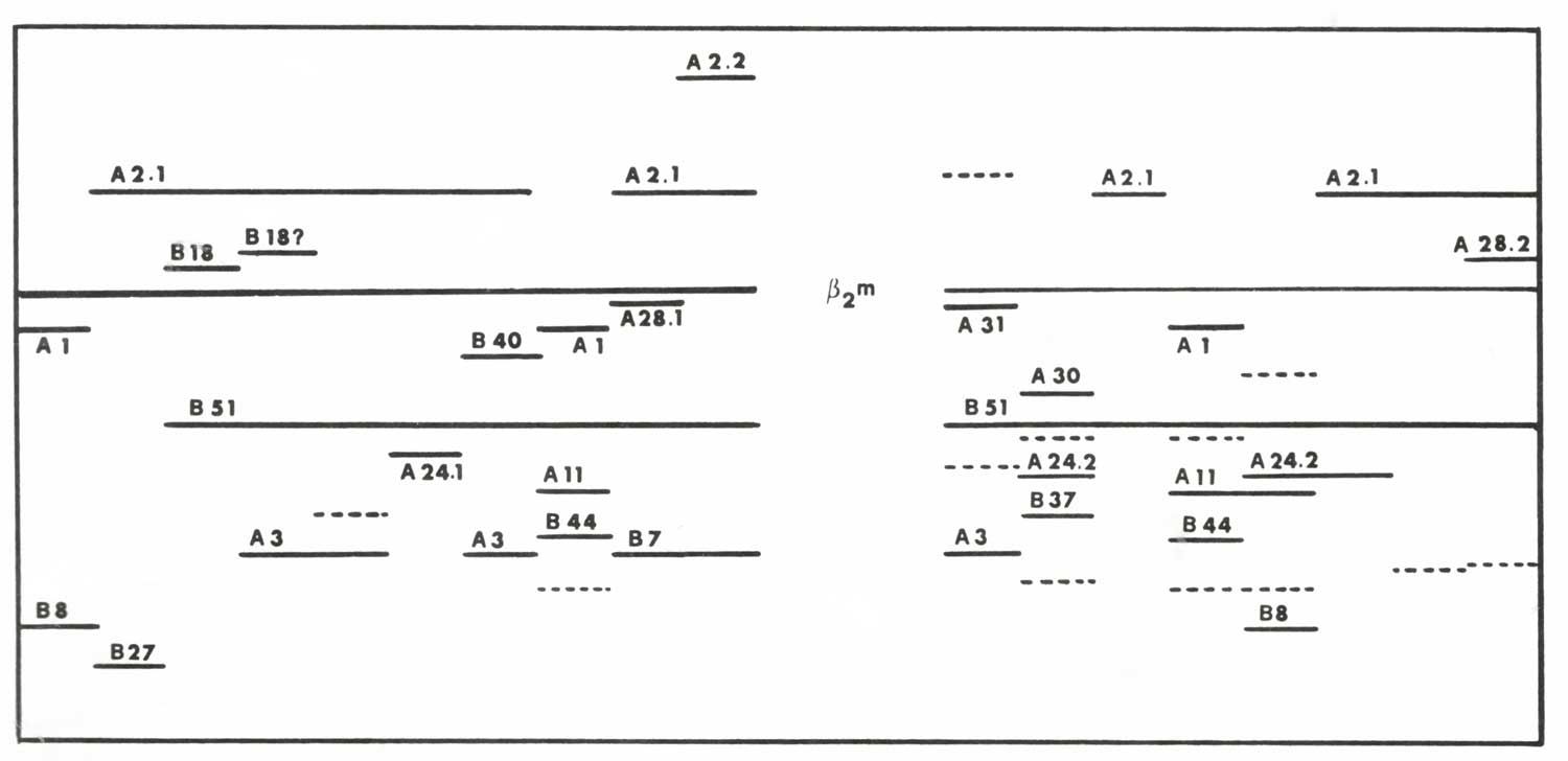 Schematic diagram and bands identification of the autoradiogram shown in Figure 1. The dotted lines indicate unidentified products